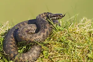 Adder Prints: Adder - basking in evening sun - Bedfordshire - UK 12263