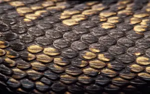 Adder - close-up of scales UK