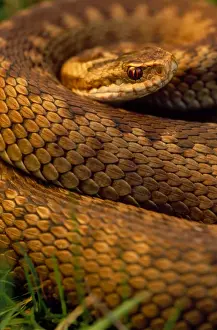 Adder Prints: Adder - female, close-up UK