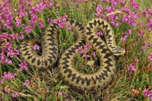Heaths Prints: Adder In heather, UK
