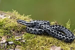Images Dated 22nd April 2011: Adder - male - resting on mossy log - Lincolnshire - UK