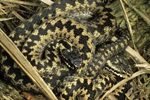 Adder Prints: Adder - Two Males sunning - UK - Only venomous snake in northwest Europe
