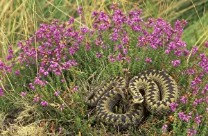 Adder Prints: Adder - UK - Female in heather - Only venomous snake in northwest Europe