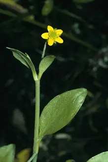 Adders Prints: Adder's Tongue Spearwort