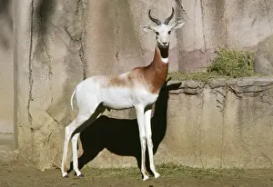 Gazelles Prints: Addra / Dama / Red-shouldered / Red-necked Gazelle - endangered African