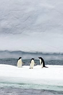 Images Dated 14th January 2008: Adelie Penguin