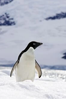Images Dated 14th January 2008: Adelie Penguin