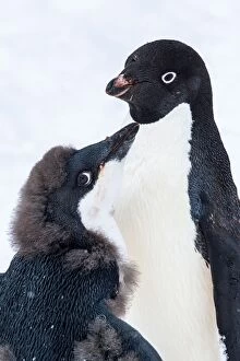 Adelie Gallery: Adelie Penguin  adult and chick
