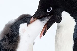 Adelie Gallery: Adelie Penguin  adult feeding chick