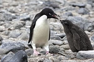 Images Dated 24th January 2008: Adelie Penguin - Adult and young - Antarctic Peninsula