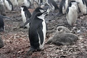 Images Dated 25th January 2008: Adelie Penguin - Adult and young - Hannah Point