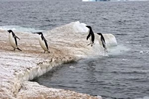 Images Dated 24th January 2008: Adelie Penguin - Antarctic Peninsula
