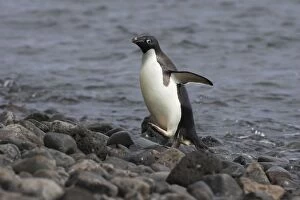 Images Dated 15th January 2007: Adelie Penguin - Arriving on shore Paulet Island, Antarctica