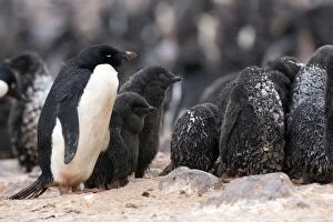 Images Dated 16th January 2008: Adelie Penguin - chick in snow storm