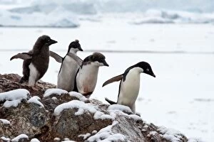 Adelie Gallery: Adelie Penguin  chicks chasing adult for food