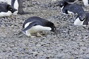 Adelie Penguin - collecting pebbles for nest