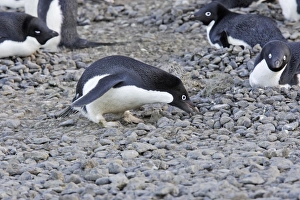 Adelie Penguin - collecting pebbles for nest Adelie Penguin - collecting pebbles for nest