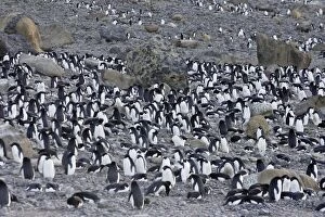 Adelie Penguin - colony