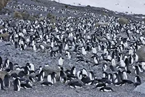 Communities Prints: Adelie Penguin - colony. Brown Bluff - Antarctic Peninsula