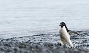 Adelie Gallery: Adelie Penguin coming out of water