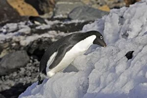 Adelie Penguin - eating snow