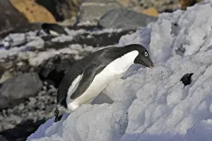 Adelie Penguin - eating snow. Brown Bluff - Antarctic Peninsula