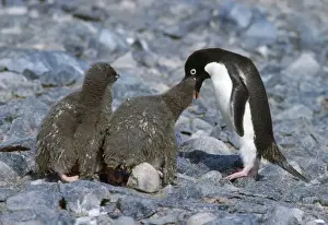 Regurgitating Prints: Adelie Penguin - feeding chicks Torgesen Island Antarctic Penisula