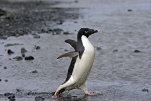 Images Dated 24th January 2008: Adelie Penguin - Gourdin Island - Antarctic Peninsula