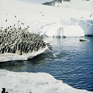 Adelie Penguin - group jumping off ice