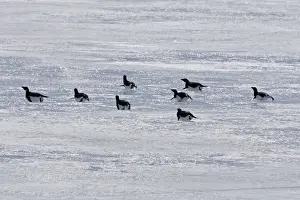 Sliding Prints: Adelie Penguin - group sliding across ice. Brown Bluff - Antarctic Peninsula