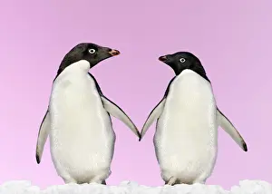 Flightless Prints: Adelie Penguin - holding hands - Brown Bluff - Antarctic Peninsula Digital Manipulation: montaged penguins