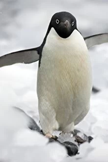 Images Dated 16th January 2008: Adelie Penguin - On ice