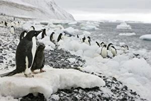 Images Dated 16th January 2008: Adelie Penguin - On iceberg