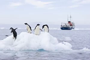Images Dated 16th January 2007: Adelie Penguin - On iceberg with cruise ship in background Paulet Island, Antarctica