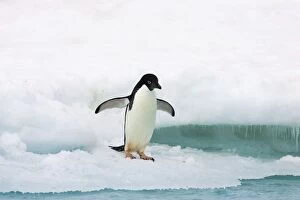 Penguins Collection: Adelie Penguin - on iceberg Paulet Island, Antarctica