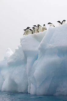 Penguins Collection: Adelie Penguin - On iceberg Paulet Island, Antarctica