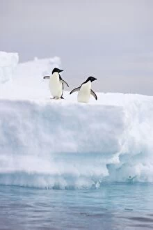 Images Dated 16th January 2007: Adelie Penguin - On iceberg Paulet Island, Antarctica