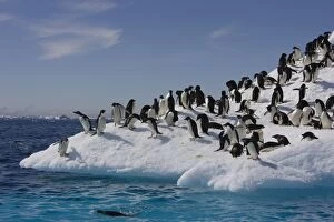 Images Dated 16th January 2007: Adelie Penguin - On iceberg Paulet Island, Antarctica