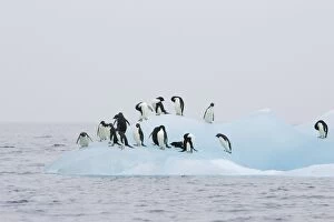 Images Dated 15th January 2007: Adelie Penguin - On iceberg Paulet Island, Antarctica