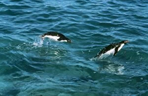 ADELIE PENGUIN - two leaping through sea