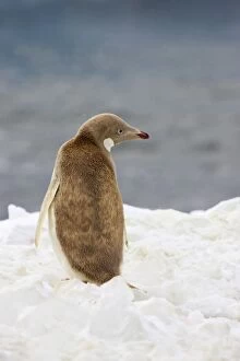Images Dated 2nd December 2006: Adelie Penguin - leucistic individual