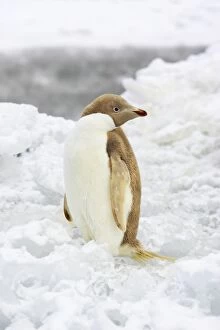 Images Dated 2nd December 2006: Adelie Penguin - leucistic individual