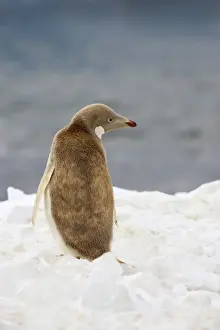 Adelie Penguin - Leucistic individual Pygoscelis adeliae Brown's Bluff Antarctica BI012322