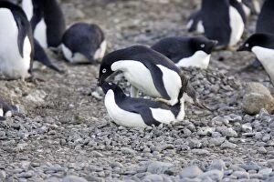 Images Dated 29th October 2006: Adelie Penguin - pair mating Brown Bluff Antarctic Peninsula