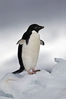 Adelie Gallery: Adelie Penguin - Paulet Island - Antarctic Peninsula