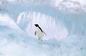 Images Dated 5th August 2008: Adelie Penguin Paulet Island, Antarctic Sound
