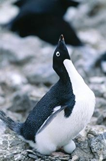 Images Dated 1st November 2005: Adelie Penguin Paulet Island, Antarctic Sound