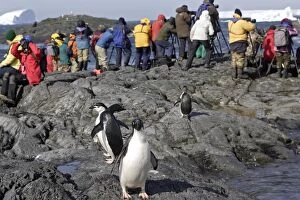 Images Dated 24th January 2008: Adelie Penguin - photographers - Antarctic Peninsula