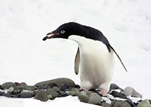 Images Dated 15th August 2012: An Adelie Penguin (Pygoscelis Adeliae) at