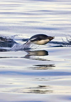 Adelie Gallery: Adelie Penguin (Pygoscelis adeliae) swimming